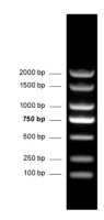 DNA分子量標準 (100-2000 bp)  DNA Marker (100-2000 bp)